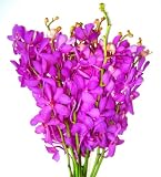 Fresh Flowers - Calypso Mokara Orchids