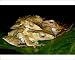 Photographic Prints of ANZ-1076 File-eared Tree Frogs - mate on giant leaves of a ginger plant in from Ardea Wildlife Pets