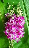 Purple Dendrobium Bombay Orchids Mother's Day Special