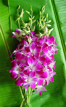 Purple Dendrobium Bombay Orchids Mother's Day Special