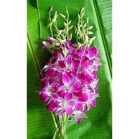 Fresh Cut Dendrobium Orchids