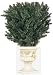 37 Taxus Yew Plant Safe For Exterior Use