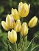Unwins Bulbs - Tulip Bedding Antoinette 6 prepacked bulb(s)