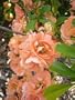 Cameo Flowering Quince - Chaenomeles - Also Bonsai