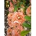 Cameo Flowering Quince - Chaenomeles - Also Bonsai