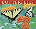 Search : Butterflies 2009 Calendar