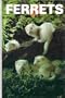 Ferrets