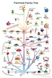 Flanimals (Family Tree) Art Poster Print - 24" X 36"