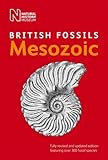 British mesozoic fossils