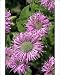 Photographic Prints of Close-up of bergamot flowers (Monarda didyma Croftway Pink), taken in August in from Robert Harding Photographic Prints of Close-up of bergamot flowers (Monarda didyma Croftway Pink), taken in August in from Robert Harding