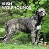 Irish Wolfhounds 2012 Wall Calendar 12" X 12"