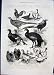 Game Birds Bird Bantams Bantam Crystal Palace London