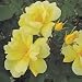 Twin Pack - Sunny Knock Out Rose