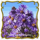 1 Lb New England Aster (Aster novae-angliae) Bulk Wildflower Seeds