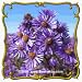 1 Lb New England Aster (Aster novae-angliae) Bulk Wildflower Seeds