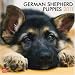 German Shepherd Puppies 2011 Square 12X12 Wall