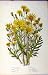 C1880 Anne Pratt Inelegant Ragwort Groundsel Grasses