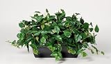 House of Silk Flowers Artificial Philo Ledge Plant Zinc Cont. 33w x 19h