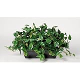 House of Silk Flowers Artificial Philo Ledge Plant Zinc Cont. 33w x 19h by House of Silk Flowers