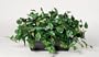 Artificial Philo Ledge Plant Zinc Cont.