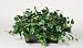 Artificial Philo Ledge Plant Zinc Cont.