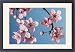 Framed Prints of Bush cherry / Japanese almond cherry / Japanese bush cherry from Ardea Wildlife Pets