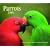 Parrots 2009 Calendar
