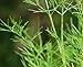 Indus Organic Dill Seed 1 Lb Jar, Freshly Packed, Non-irradiated