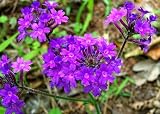 Moss Verbena Seeds - Verbena tenuiscecta - 200 Seeds + *FREE SEEDS*
