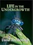 Life in the Undergrowth