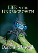 Life in the Undergrowth