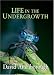 Life in the Undergrowth