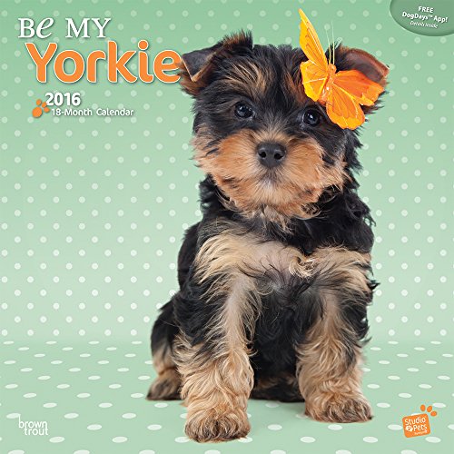 Be My Yorkie By Myrna 2016 Wall Calendar