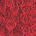 Cocktail Servietten rote Rosen 25 x 25cm