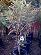 Loquat Tree "Advance" Five Gallon