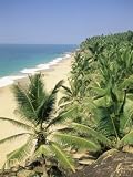 Coconut Palms and Beach, Kovalam, Kerala State, India, Asia Photographic Poster Print