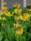 Eigenschaften Dachstauden  / Primula bulleyana - Etagenprimel