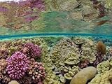 Hard coral carpets a shallow seafloor on Kingman Reef Photographic Poster Print by Brian J. Skerry, 24x18