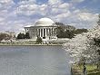 Cherry Trees and the Jefferson Memorial in Spring Photograph - Inviting 16"x20" Photographic Print by Carol M. Highsmith