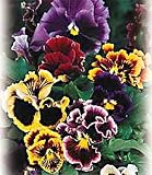 Chalon Giant Pansy 100 Seeds/Seed -Heirloom