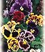 Chalon Giant Pansy 100 Seeds/Seed -Heirloom