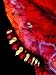 Cetosia Caterpillar on Leaf of Tropical Almond, Jomtien, Chonburi, Thailand Photograp...