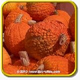 Thumbnail image for Pumpkin Seeds – ‘Red Warty Thing’ Vegetable Seed Packet
