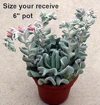 Blue Mexican Rose - Echeveria - Succulent - Easy