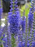 Eigenschaften Dachstauden  / Veronica longifolia blau und weiß - Ehrenpreis, 2 Pfl.