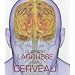 Le grand Larousse du cerveau