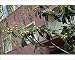 Photographic Prints of ROG-12070 Loquat Fruit Tree from Ardea Wildlife Pets