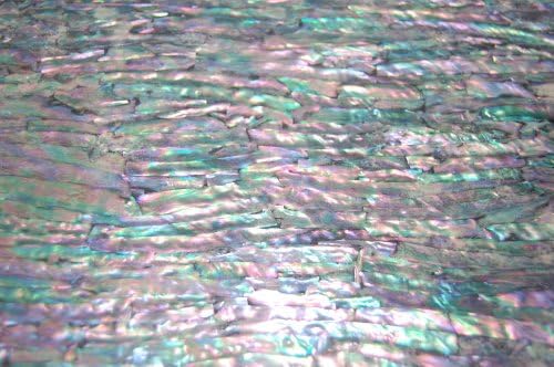 Prism Abalone Narrow Enhanced Adhesive Veneer Sheet