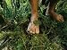 Close View of Bare Feet on Moss-Covered Soil National Geographic Collection Photograp...