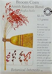 Broom Corn Amish Rainbow Blend Certified Organic Heirloom Seeds 60 Seeds